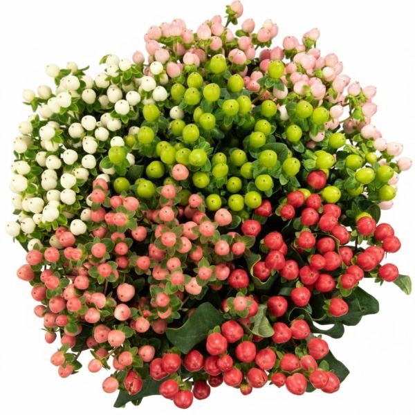 Hypericum — assorted