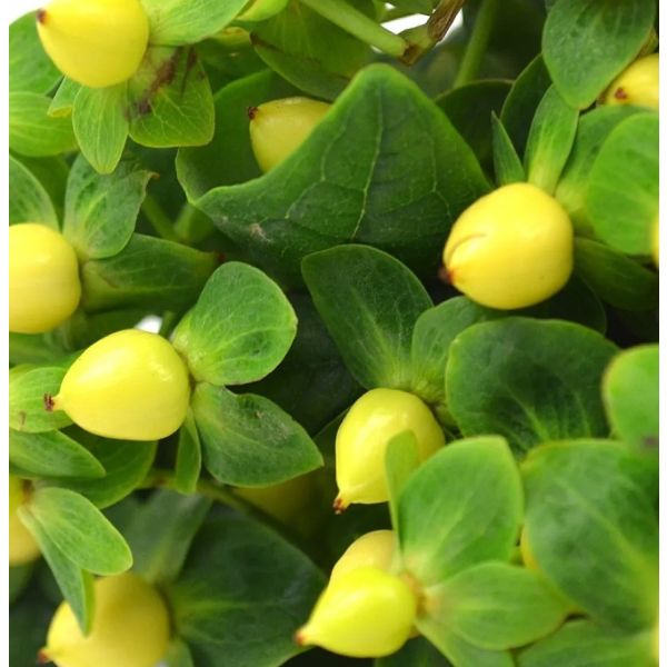 Hypericum — yellow