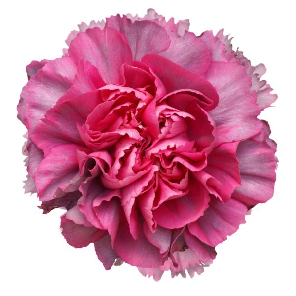 Hypnosis Carnations – Elegant Wholesale Carnations in Bulk for Events & Bouquets