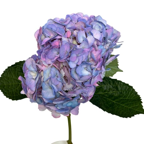 Hydrangea Tinted Hot Pink