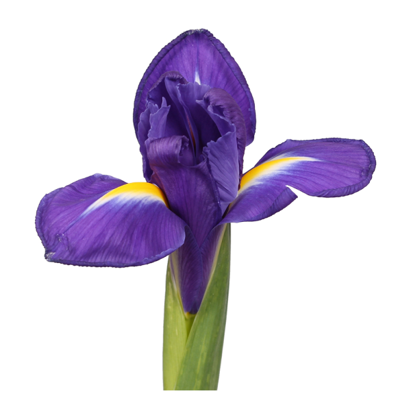 Iris Purple
