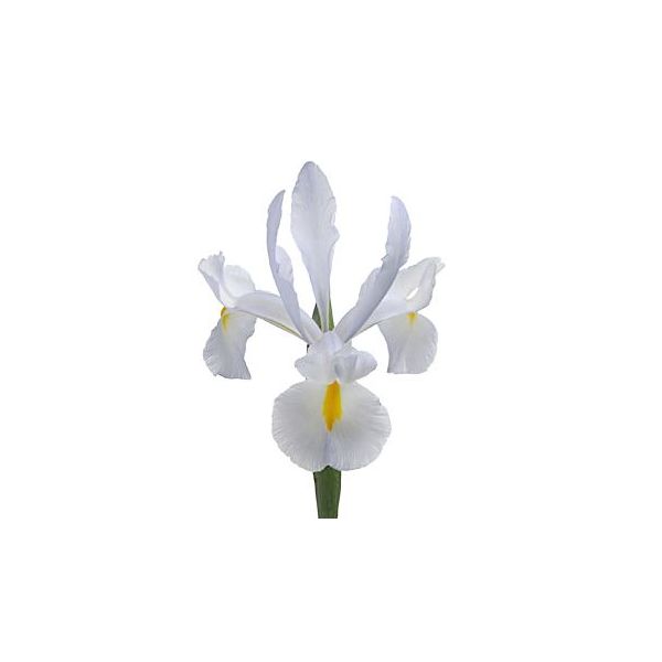 Iris White