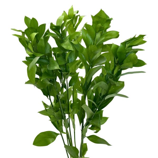Israely Ruscus 