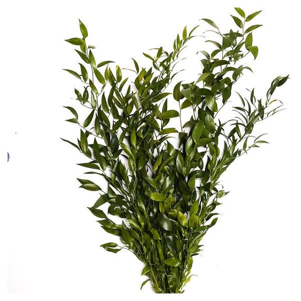 fresh italian ruscus for wedding bouquets and centerpieces