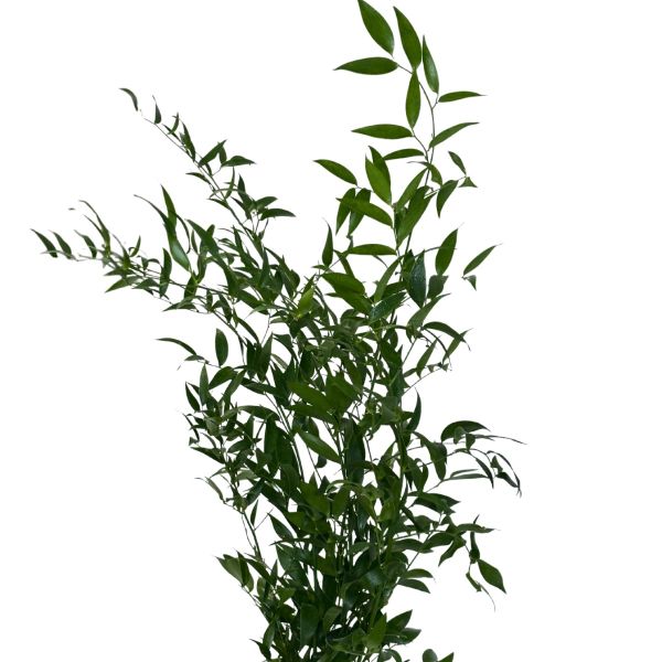 Italian Ruscus 