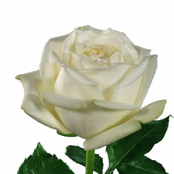 Rose Polo True White 