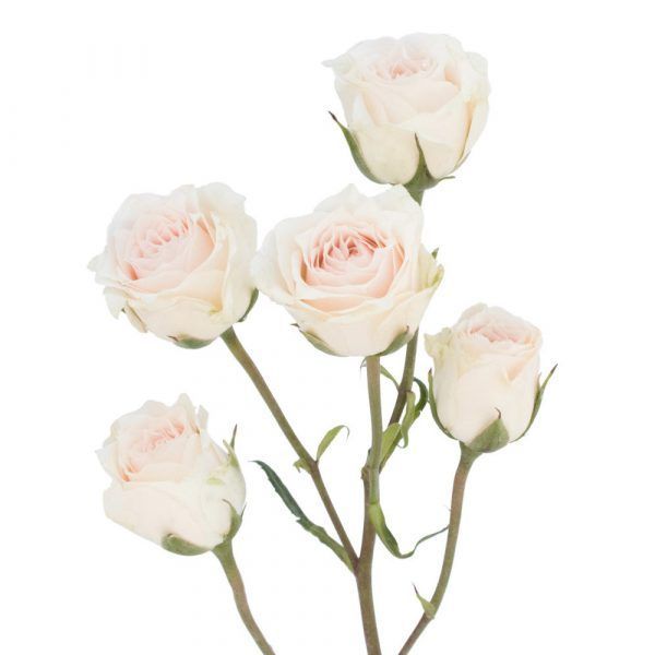 Spray Rose White Majolika