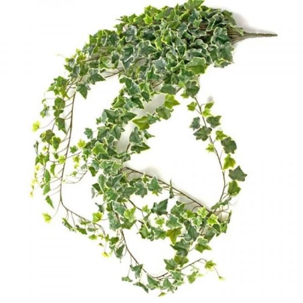 Ivy Variegated