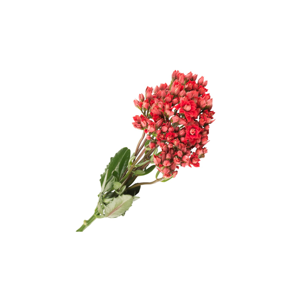 Kalanchoe Red