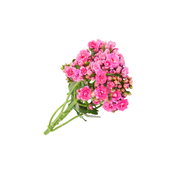 Kalanchoe Pink
