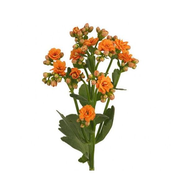 Kalanchoe Orange