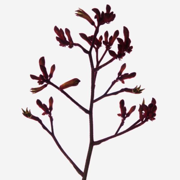 Kangaroo Paw — red
