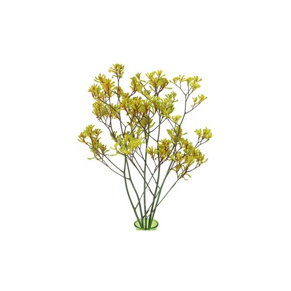 Kangaroo Paw — yellow