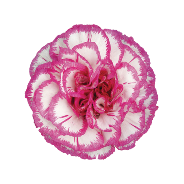 Arlecchino Carnations – Colorful Wholesale Carnations for Weddings & Florists