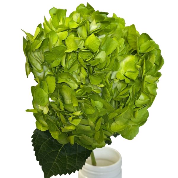 Hydrangea Tinted Caramel Bronze