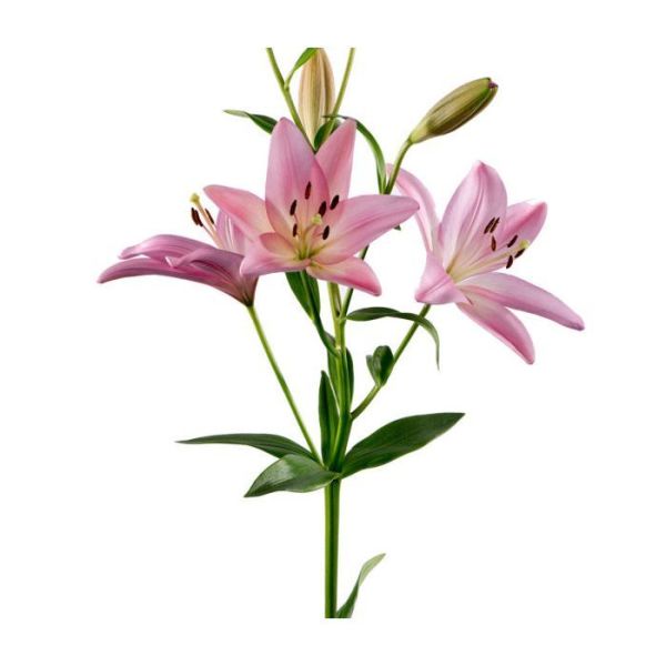 Lily L.A Hybrid Pink