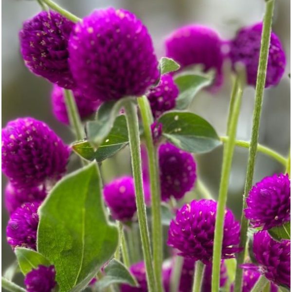 Gomphrena - Magenta Purple
