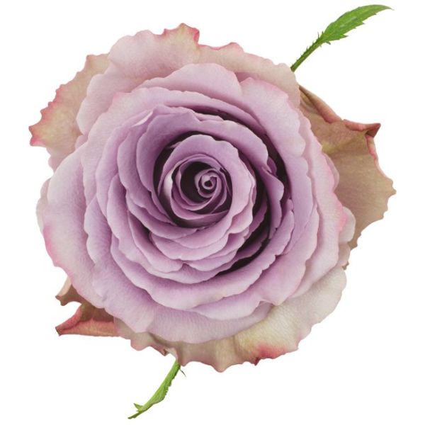 Lavender Rose Grey Knight