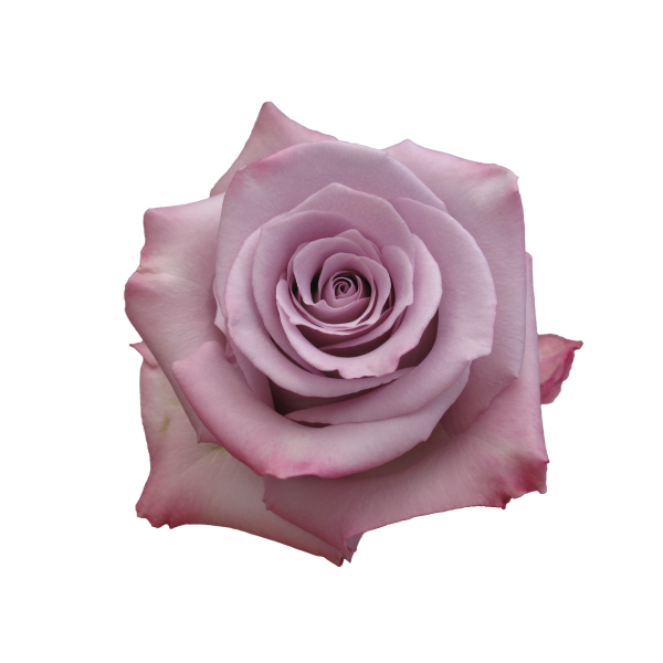 Lavander Ocean Song Rose 