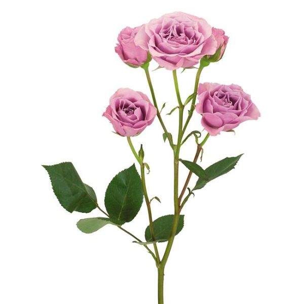 Spray Roses Blue Moon