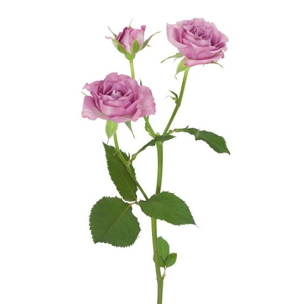 Spray Roses Ocean Mikado