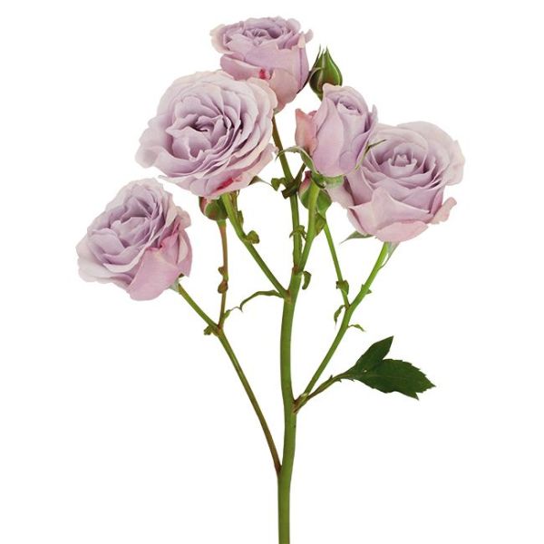 Spray Roses Silver Mikado