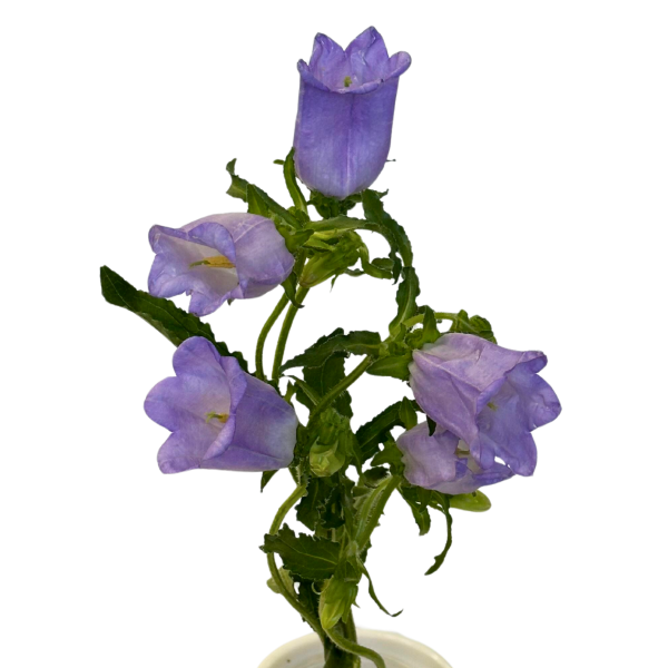 wholesale agapanthus flowers bulk for florists