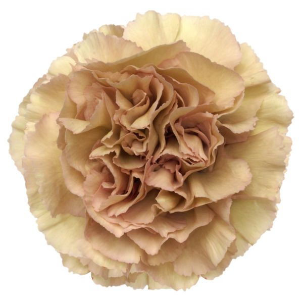 Merleto Crimson Carnations – Deep Red Wholesale Carnations for Weddings & Florists