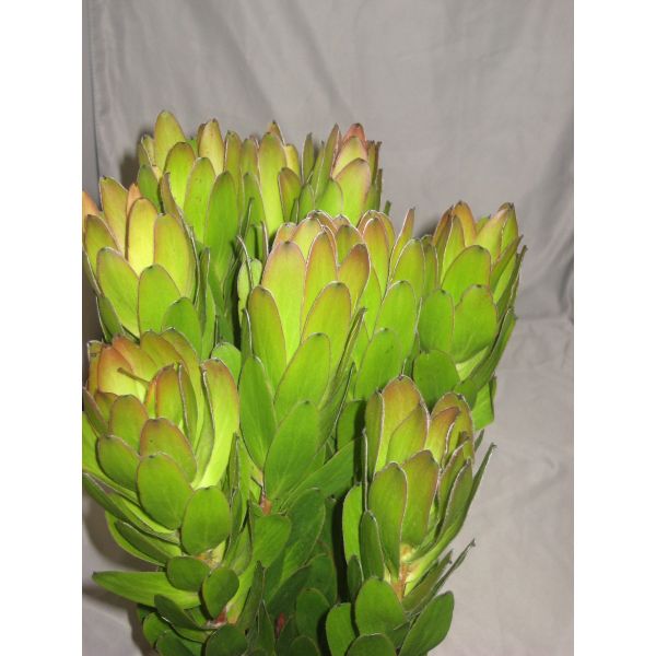 Leucadendrum Safari Sunste Gold Strike