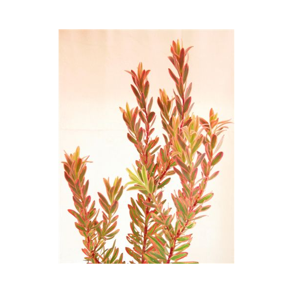 Leucadendrum Jester Red