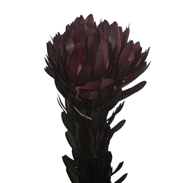 Leucadendrum Safari Sunste Red