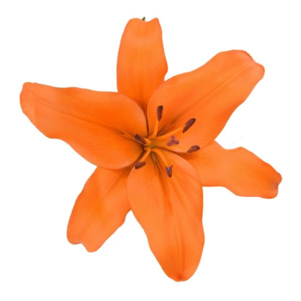 Lily L.A Hybrid Orange