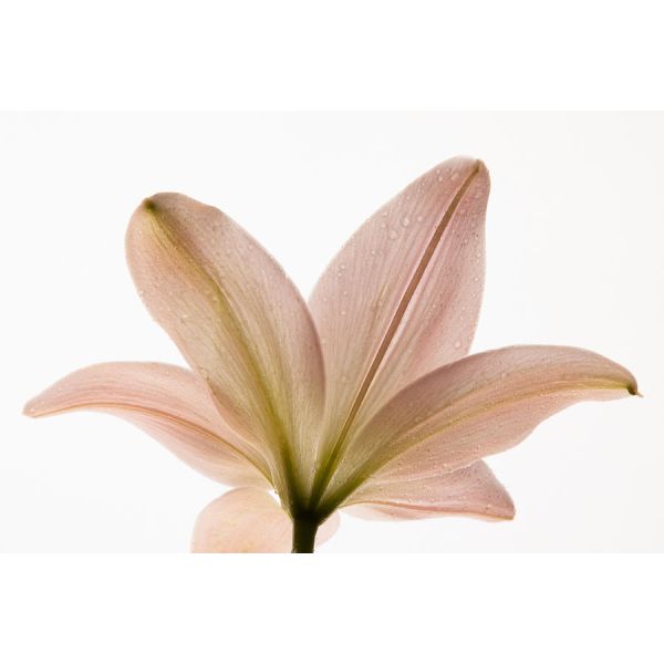 Lily L.A Hybrid Peach