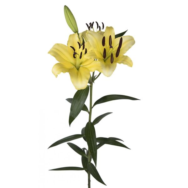 Lily L.A Hybrid Yellow