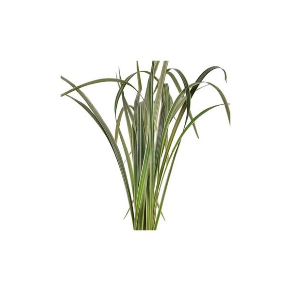 Lily Grass Green