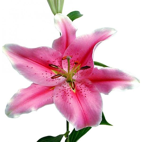 Lily Oriental Sorbonne