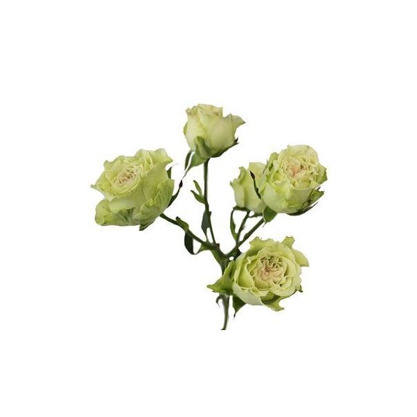 Spray Roses Super Green – Bulk Green Spray Roses
