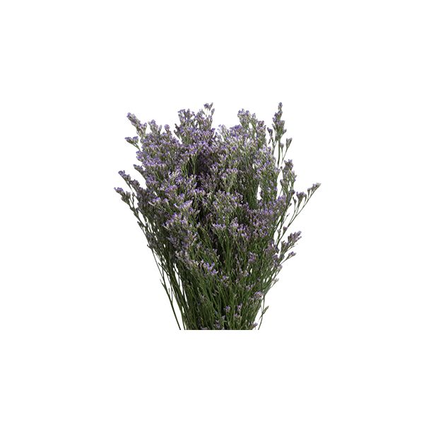 Limonium Blue Stream