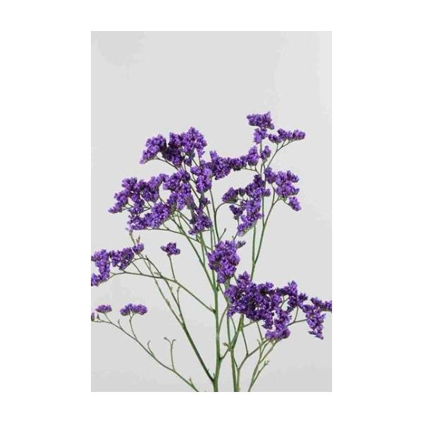 Limonium Main Blue