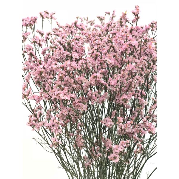 Limonium Pink
