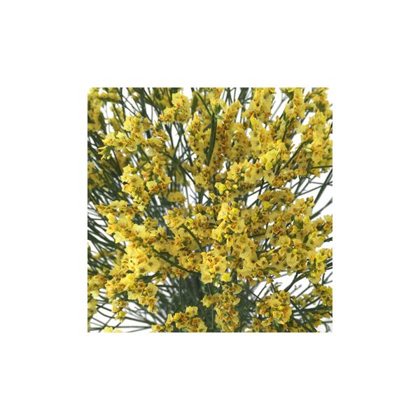 Limonium Yellow