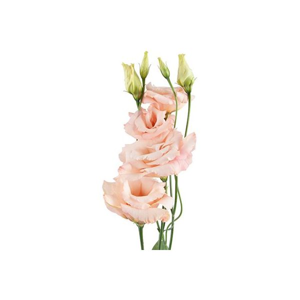 Lisianthus Peach