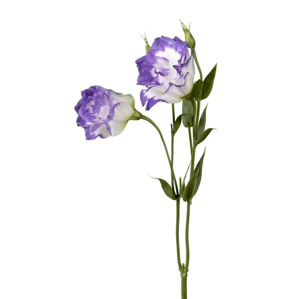 Lisianthus  Bi-color White & Purple
