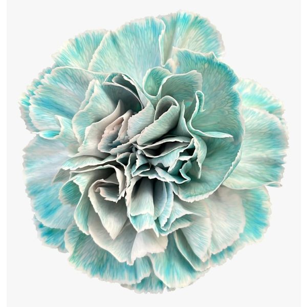 Carnation Tinted Light Blue 