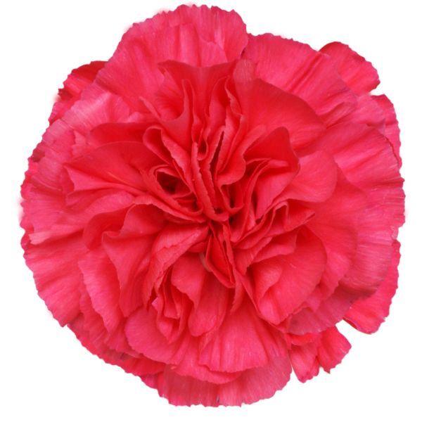 Pink-Mandalay-Carnation
