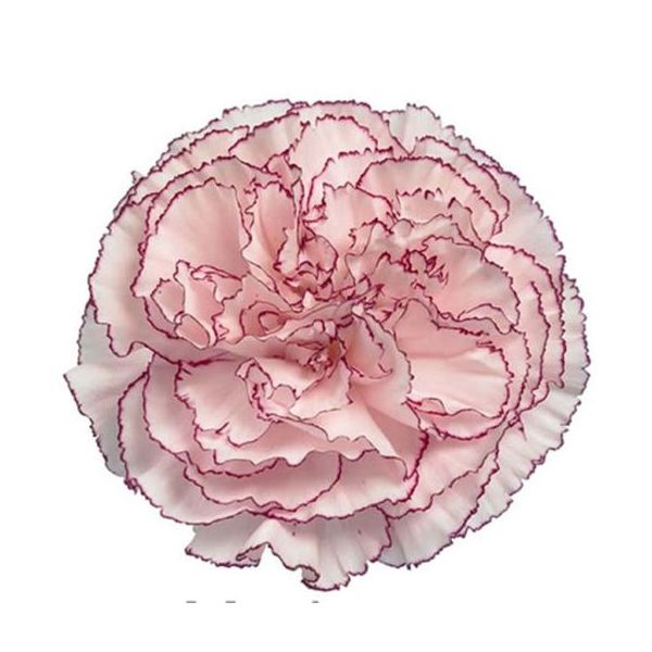 Carnation Bi color White & Purple 