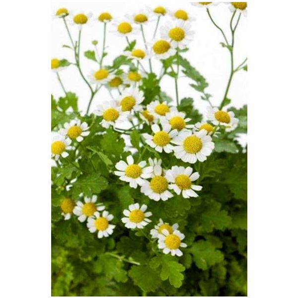 Matricaria - Fever Few