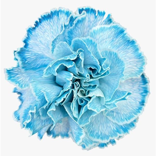 Carnation Tinted Blue 