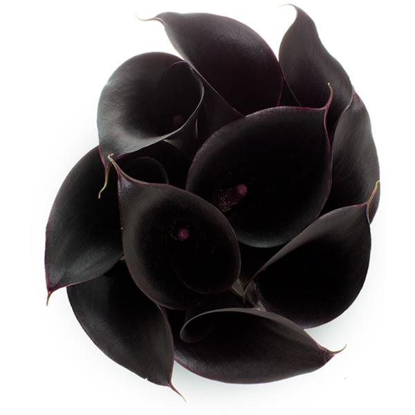 Mini Calla Lily Black 50 cm
