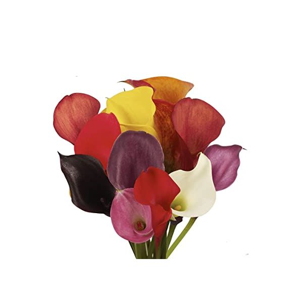Mini Calla Lily 35 cm Assorted